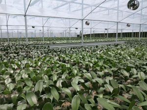 quạt thông gió tròn Soffnet SFB-6B